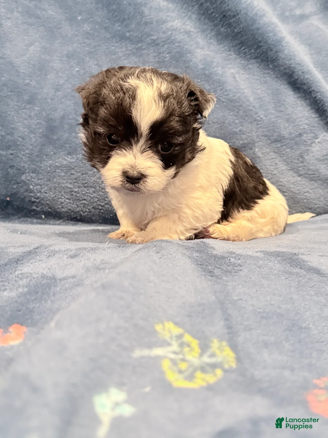 Maltipoo dogs for sale: Maltipoo Puppy 3 - Ad 4