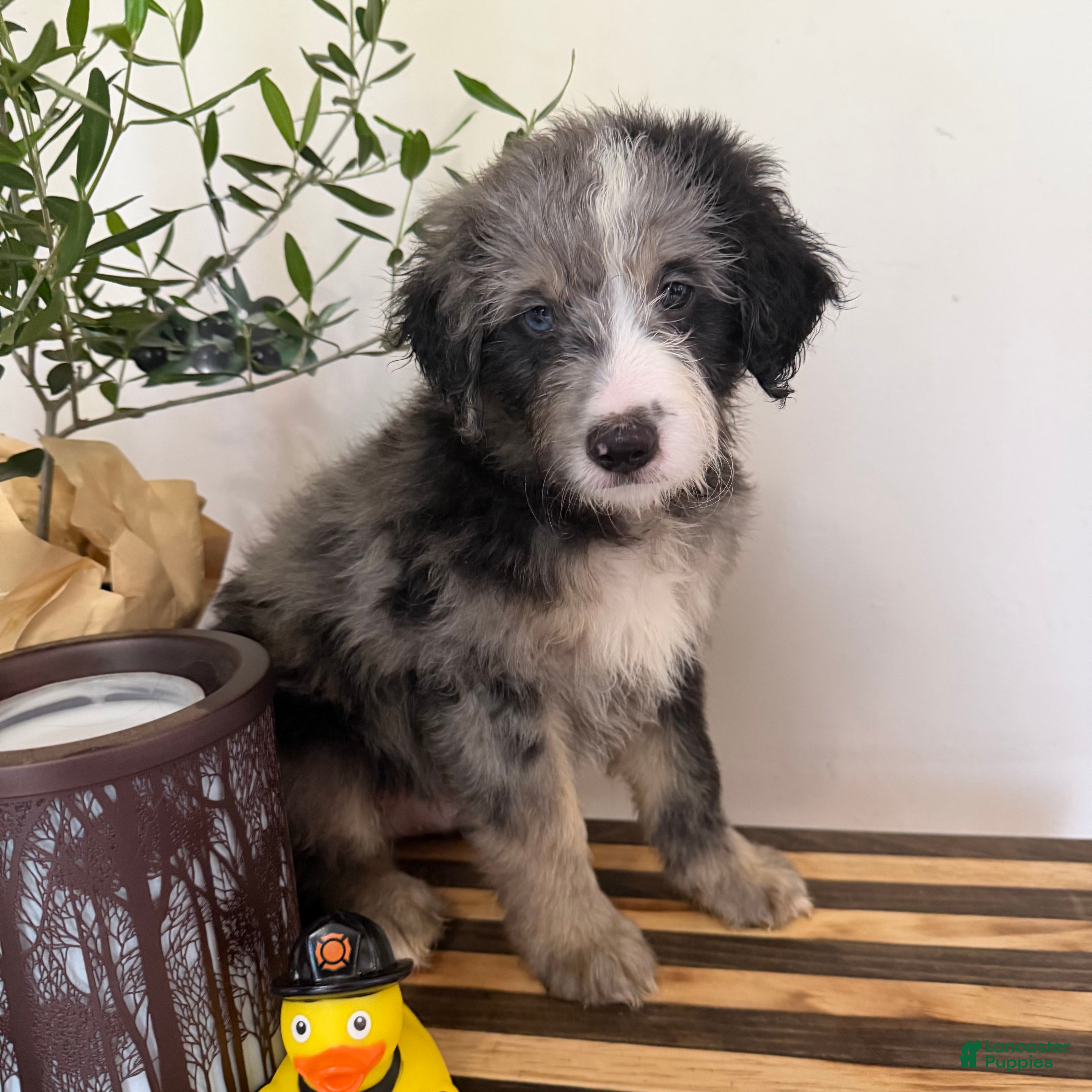 Mini Goldendoodle dogs COOPER - Ad 2