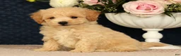 Bichpoo dogs for sale: Jake - Ad 5