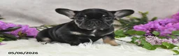 French Bulldog dogs for sale: Holly - Ad 2