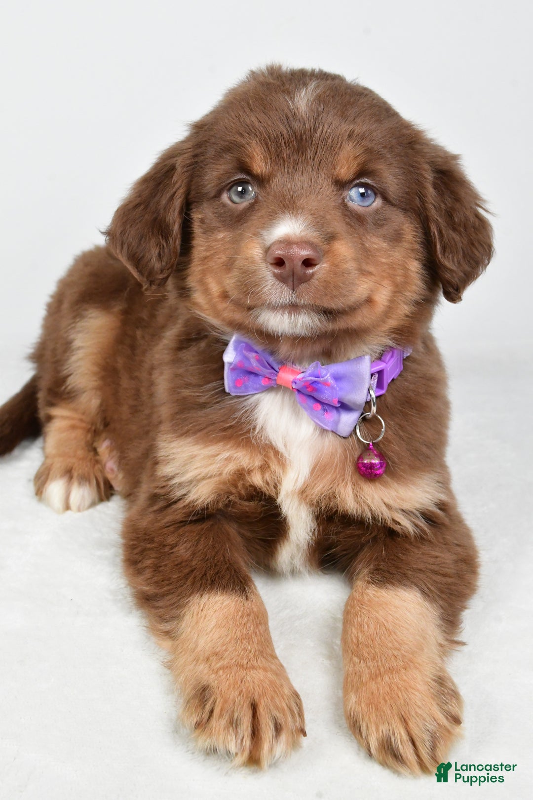 Miniature Australian Shepherd dogs for sale: Robin - Ad 5