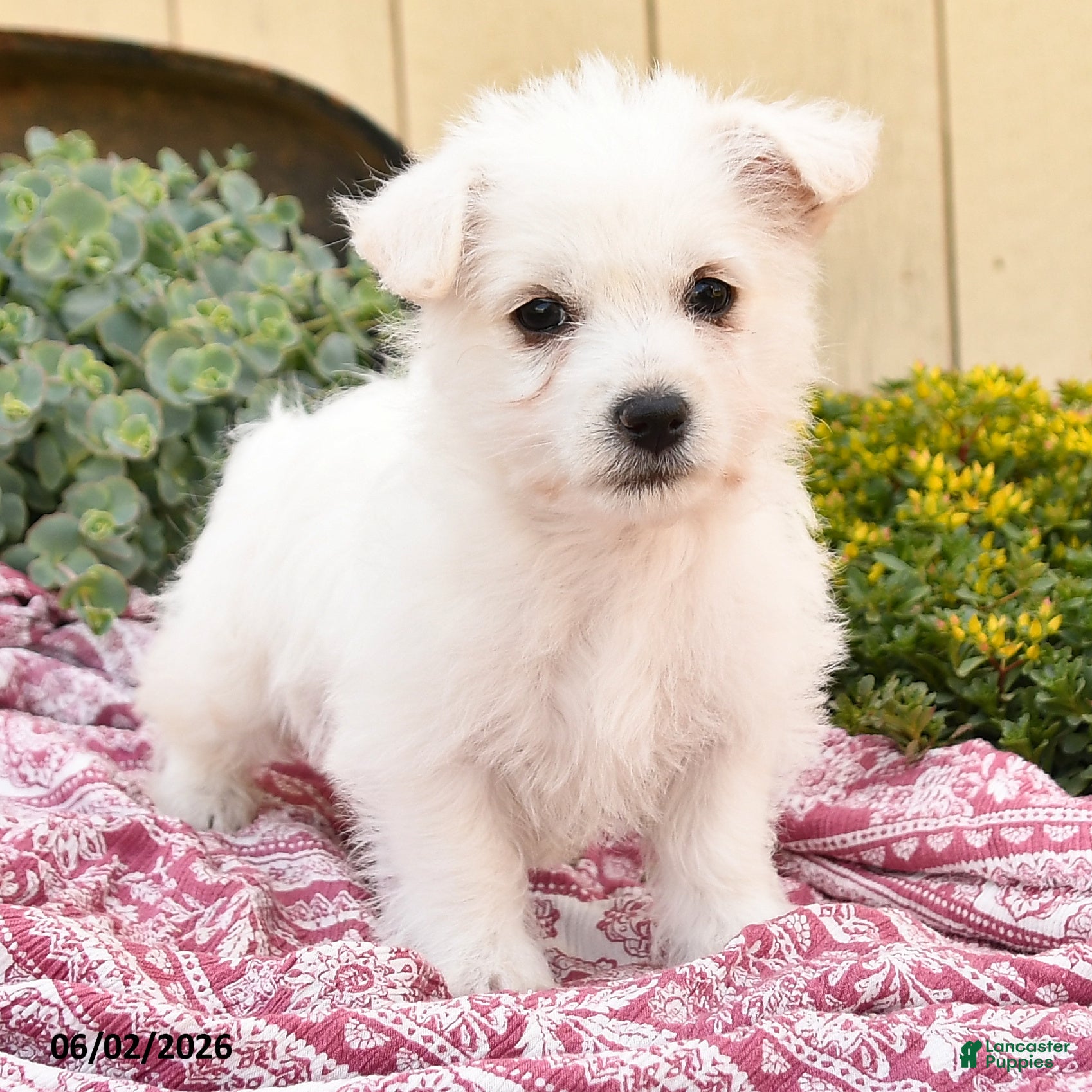 Westiepoo dogs for sale: Beth - Ad 4
