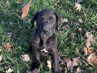 Great Dane dogs Dolly - Ad 8