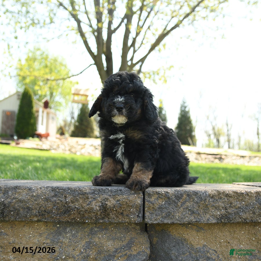 Mini Bernedoodle dogs Bart - Ad 1