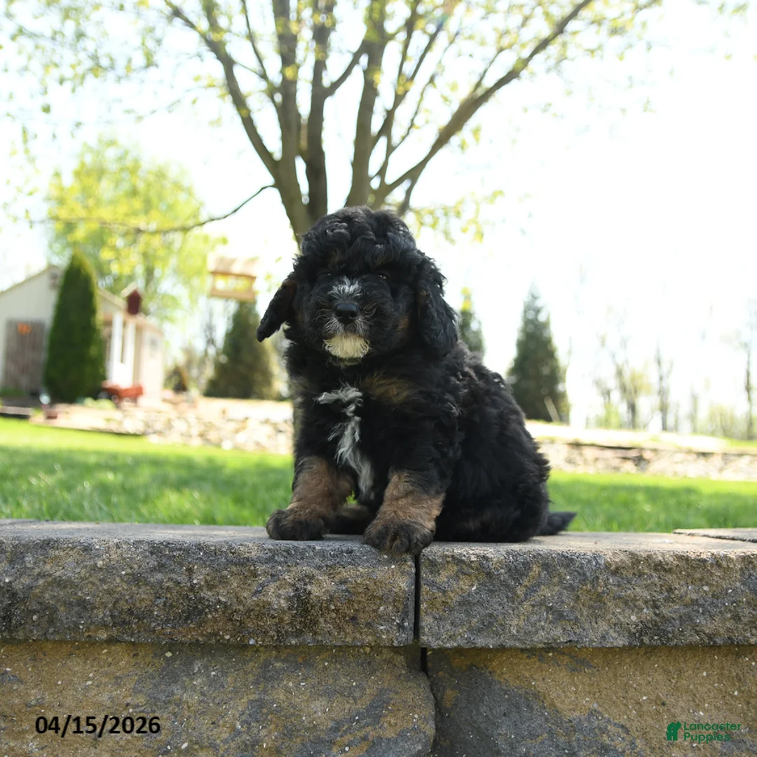 Mini Bernedoodle dogs for sale: Bart - Ad 1