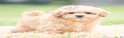 Maltipoo dogs for sale: Cookie - Ad 4