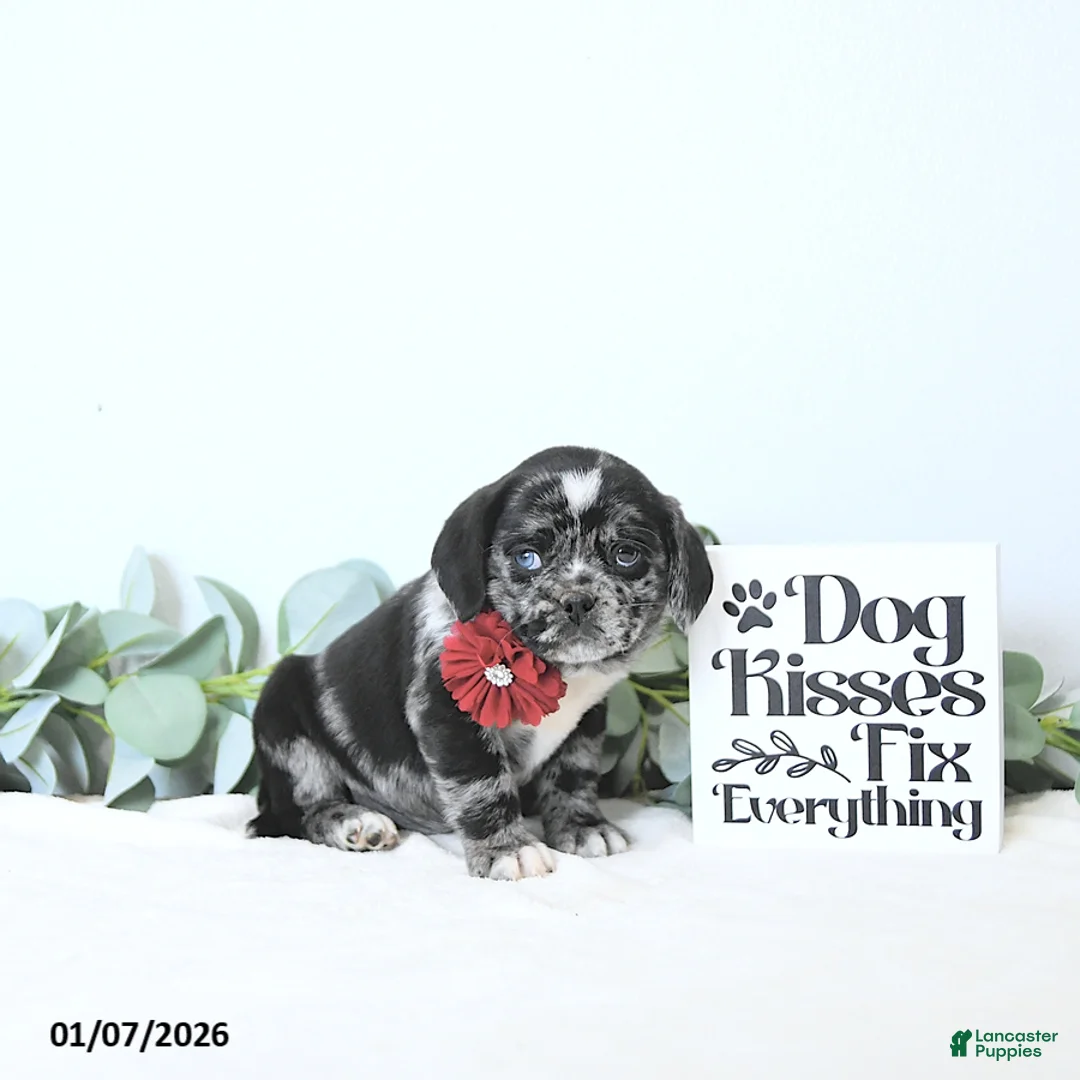 Puggle dogs for sale: Gemma - Ad 4