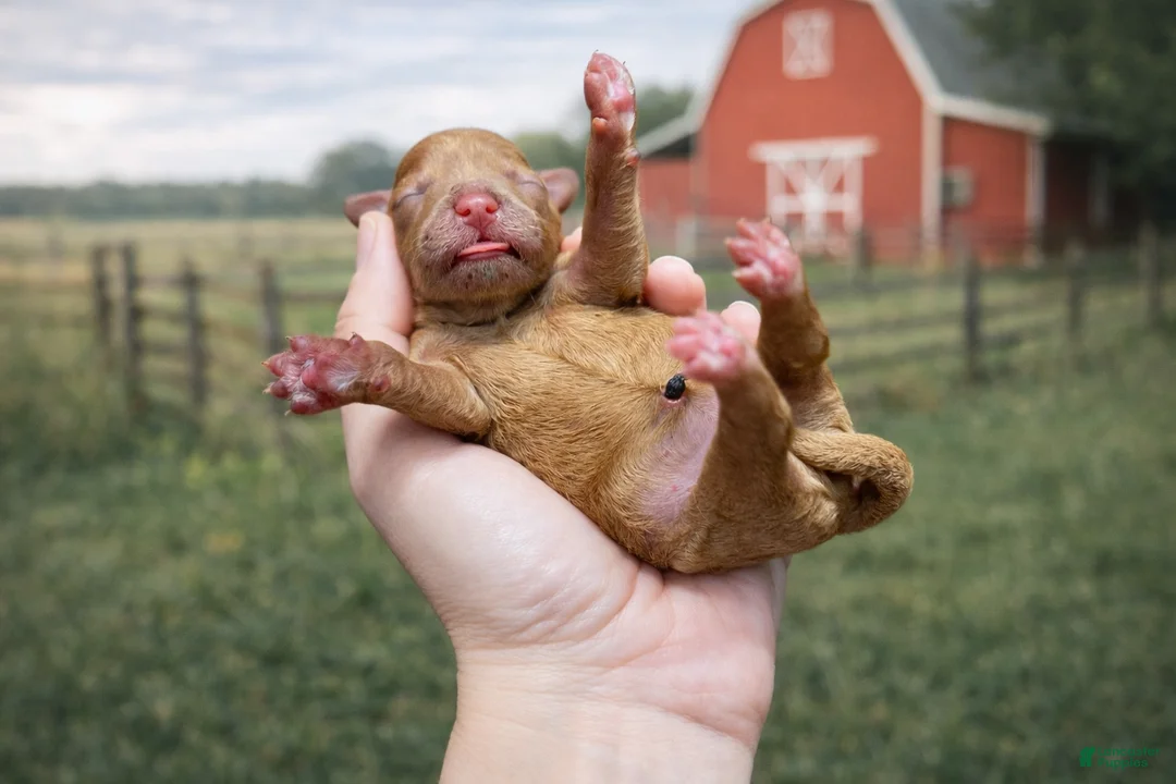 Cavapoo dogs for sale: Clementine - Ad 1