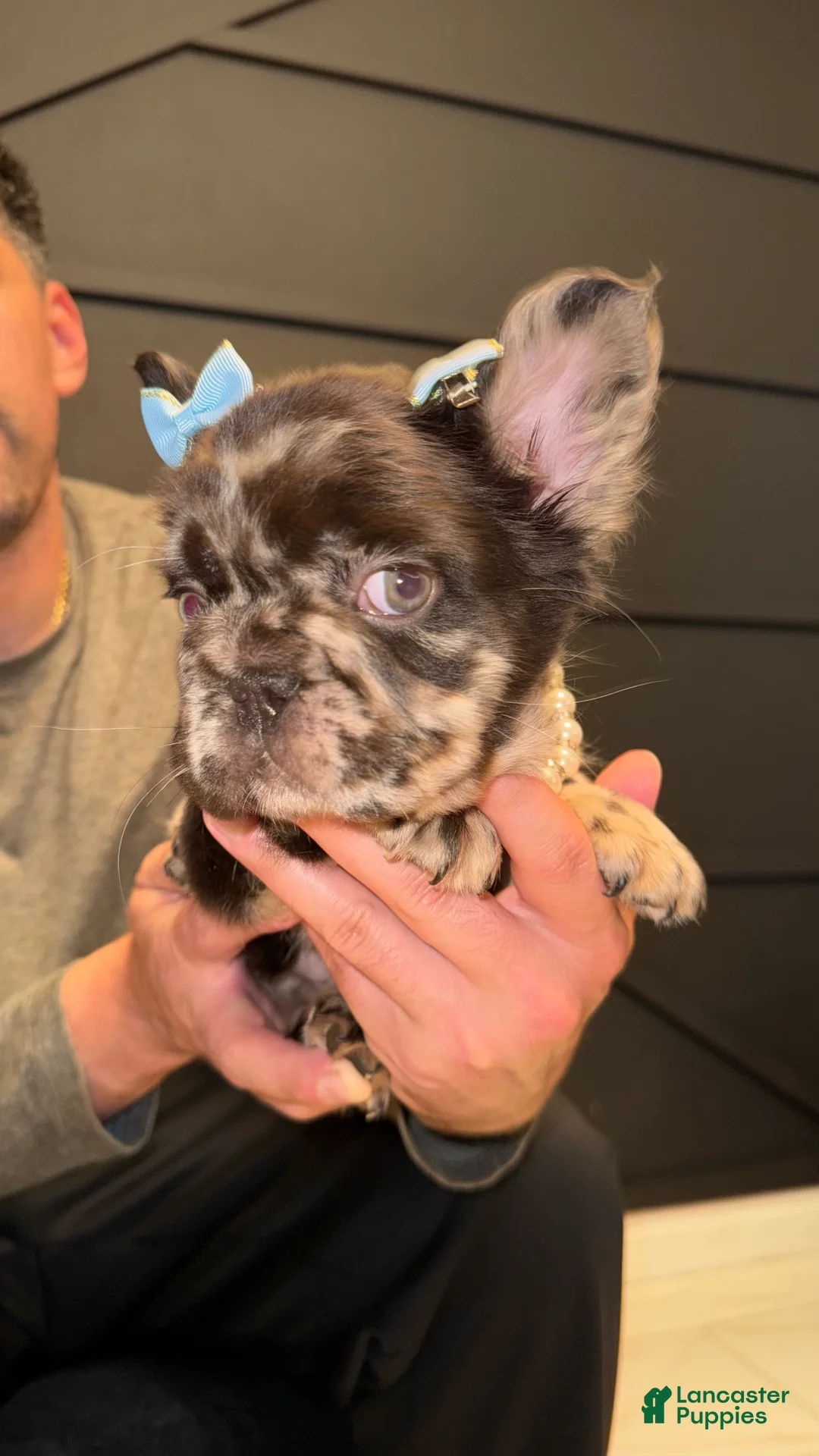 French Bulldog dogs for sale: Voilet - Ad 2