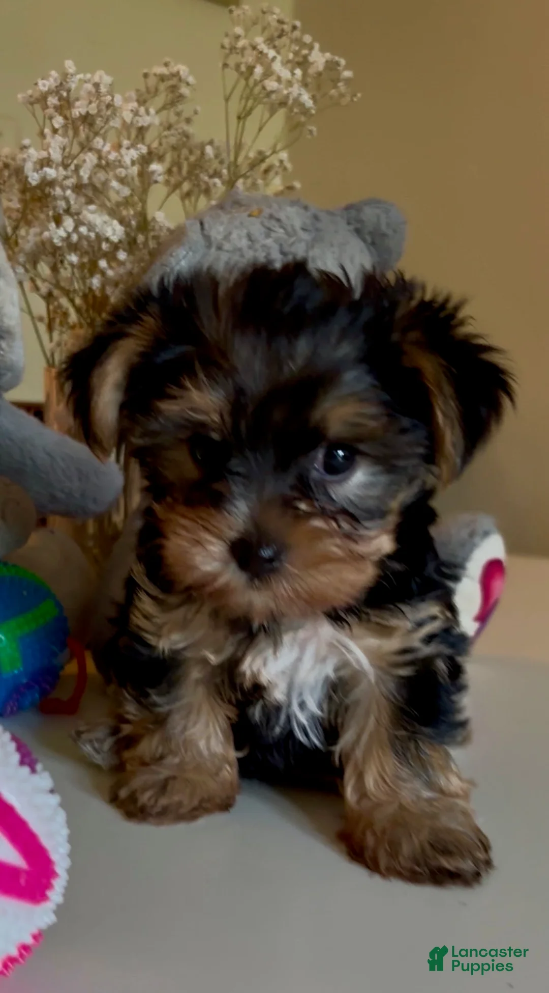 Yorkshire Terrier dogs for sale: Coco - Ad 5