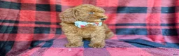 Miniature Poodle dogs for sale: Samuel - Ad 5