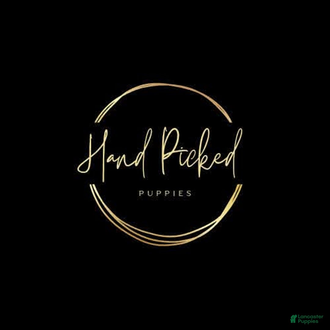 Mixed Breed dogs for sale: Yule - Ad 9