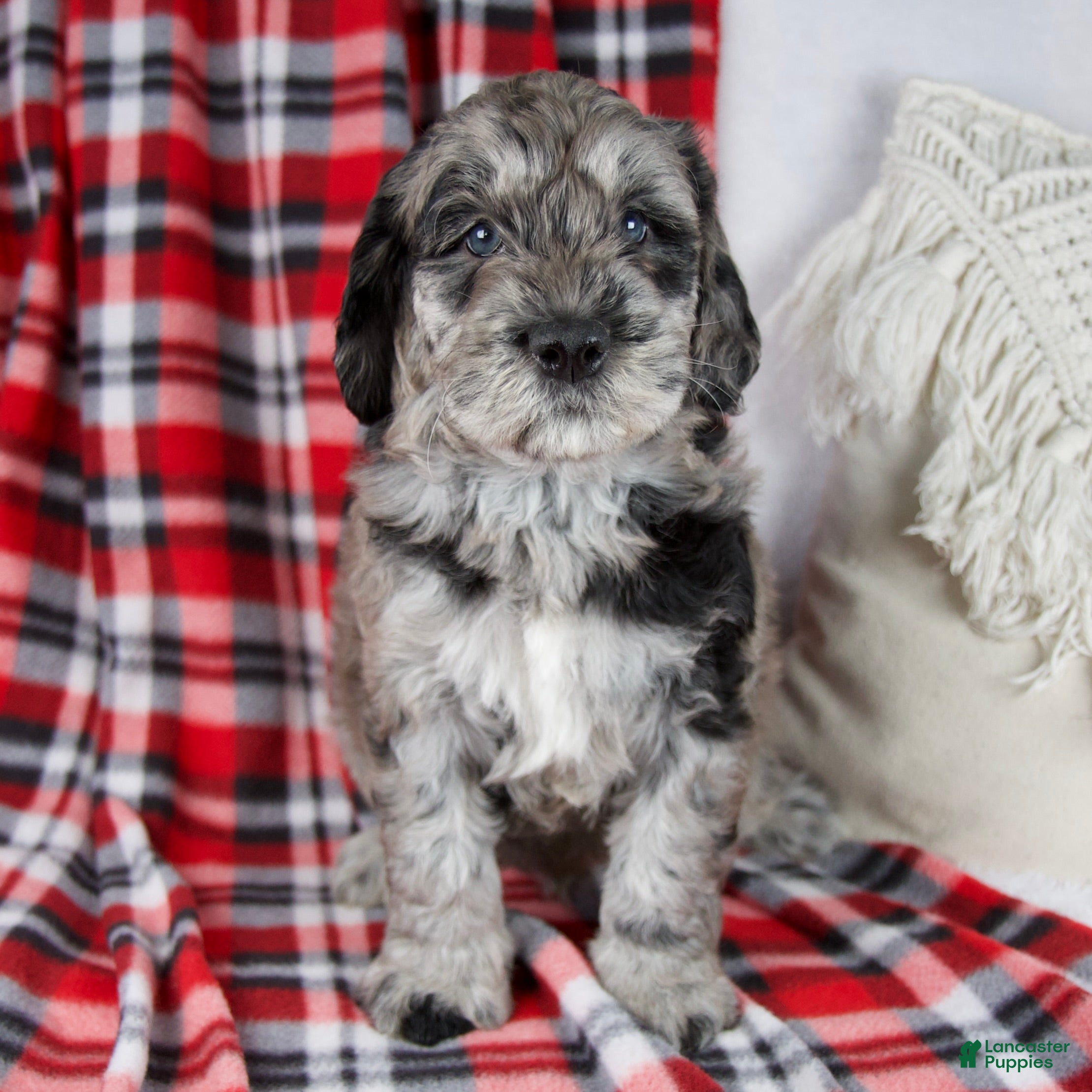 Schnoodle dogs Devon *Genetic Clear - Ad 2