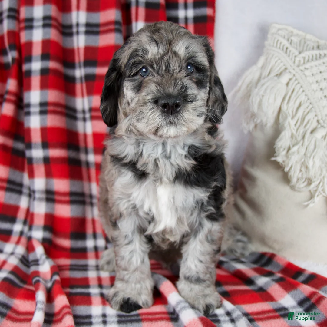 Schnoodle dogs for sale: Devon - Ad 2