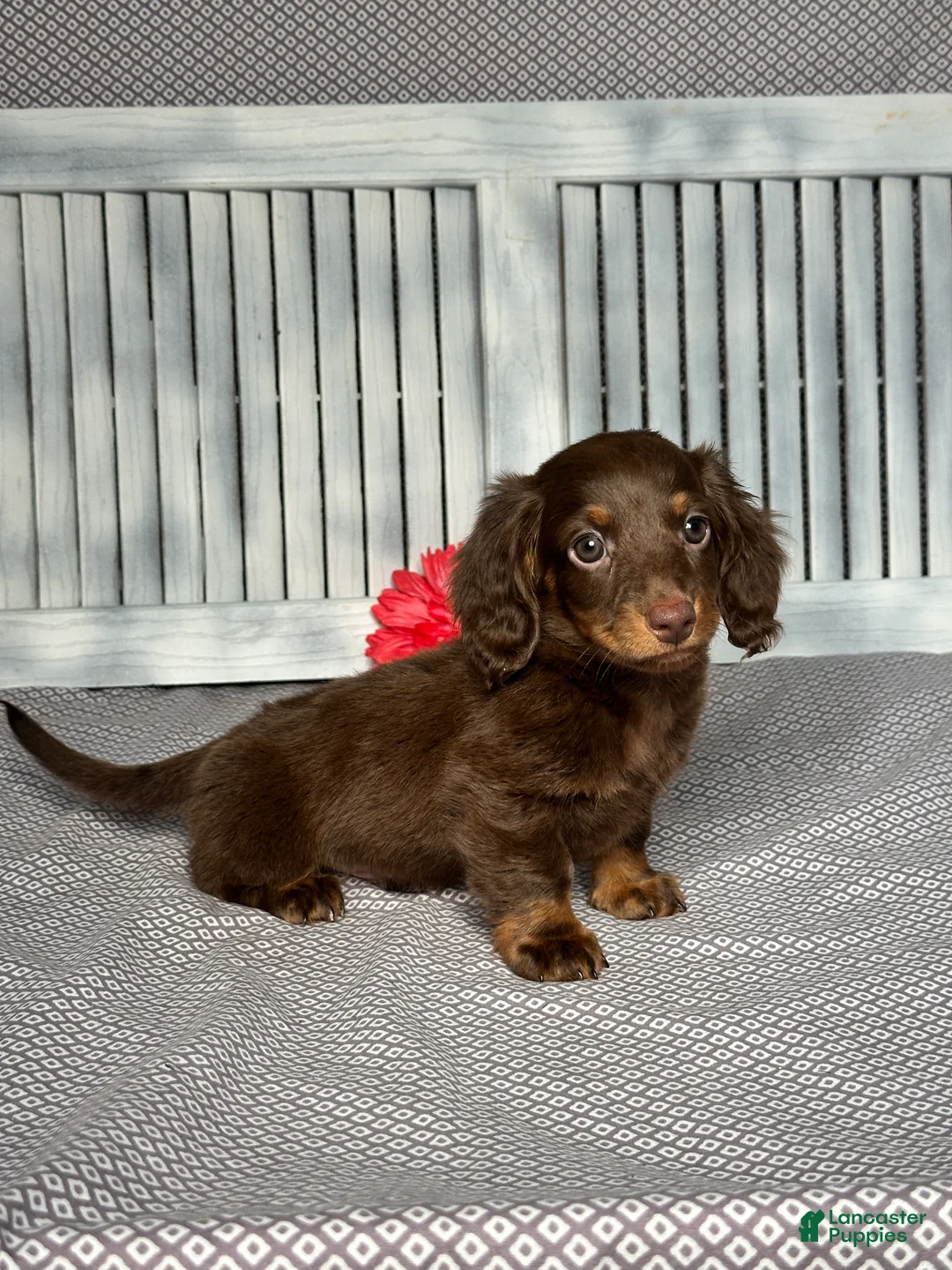Miniature Dachshund dogs for sale: Johnny - Ad 2