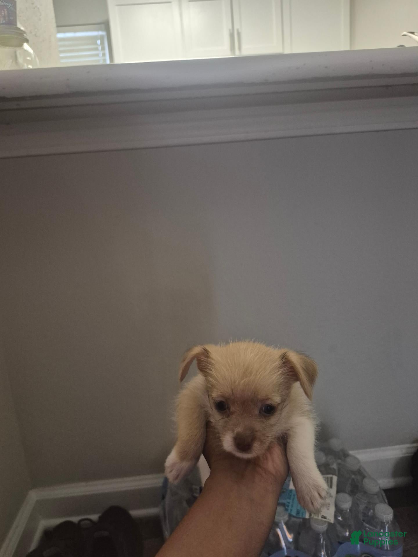 Mixed Breed dogs Roxanne - Ad 1