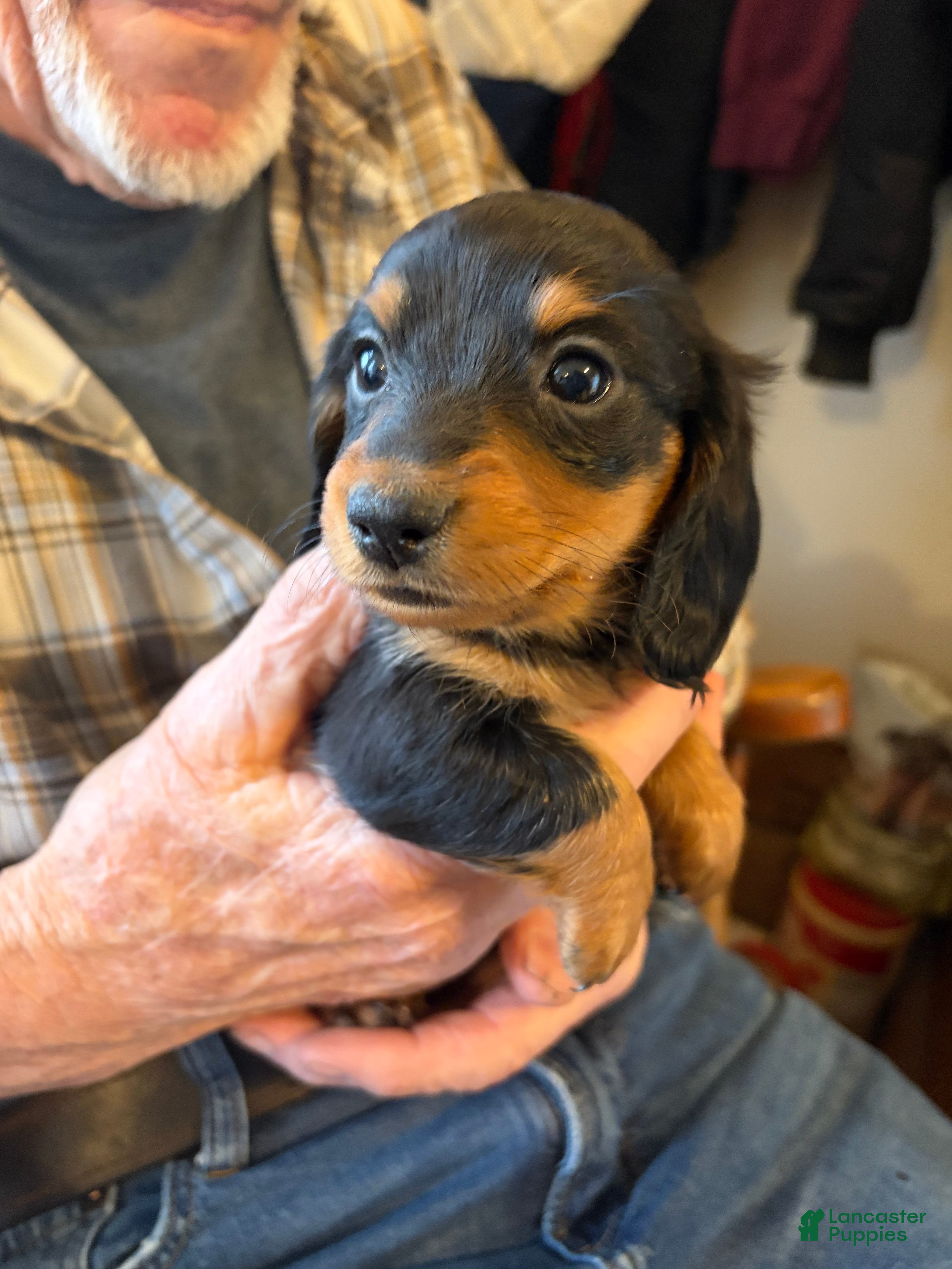Dachshund dogs Hannah - Ad 1