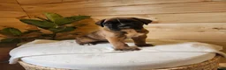Boxer dogs for sale: Janko  - Ad 5