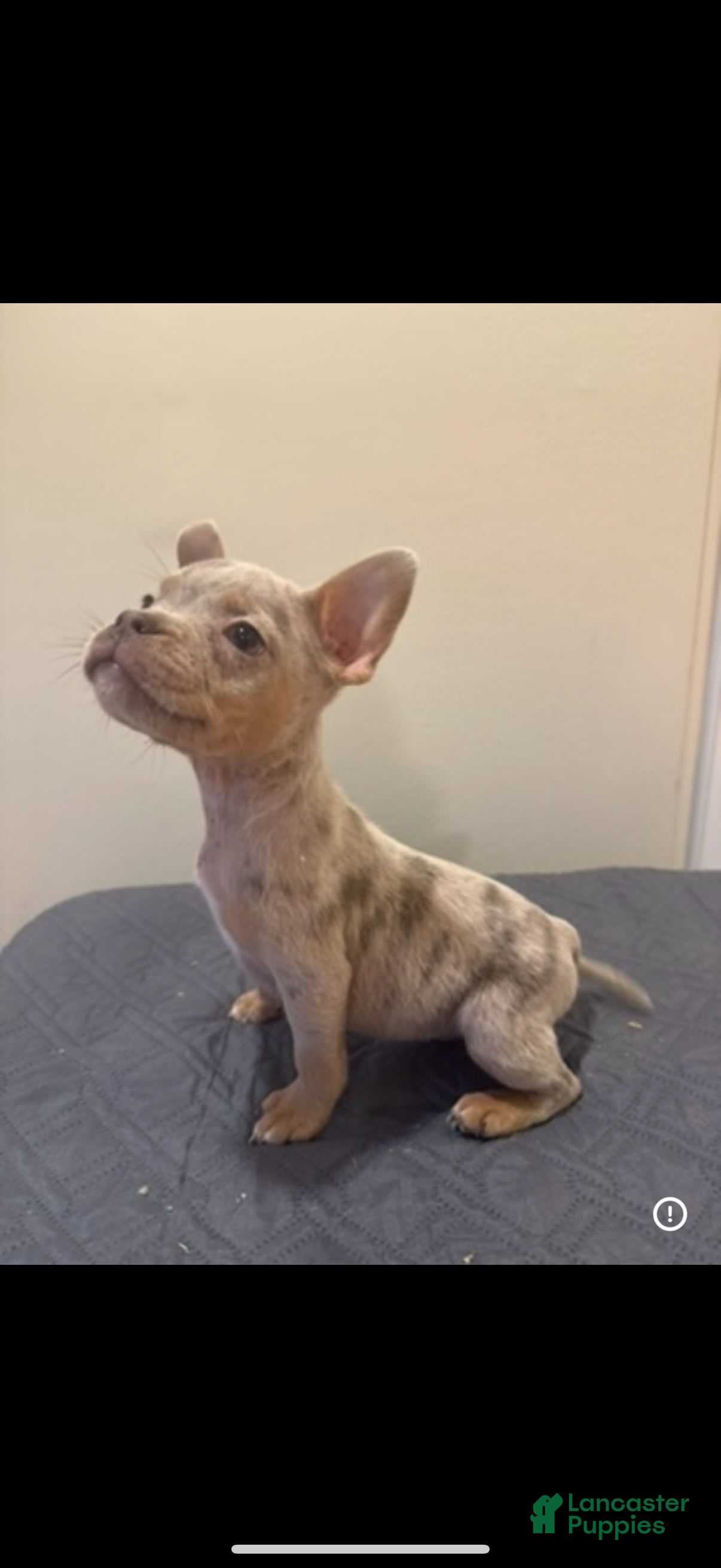 Mixed Breed dogs Mixed Breed Puppy 2 - Ad 11