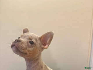 Mixed Breed dogs Mixed Breed Puppy 2 - Ad 36