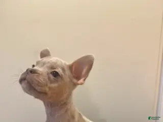 Mixed Breed dogs Mixed Breed Puppy 2 - Ad 27