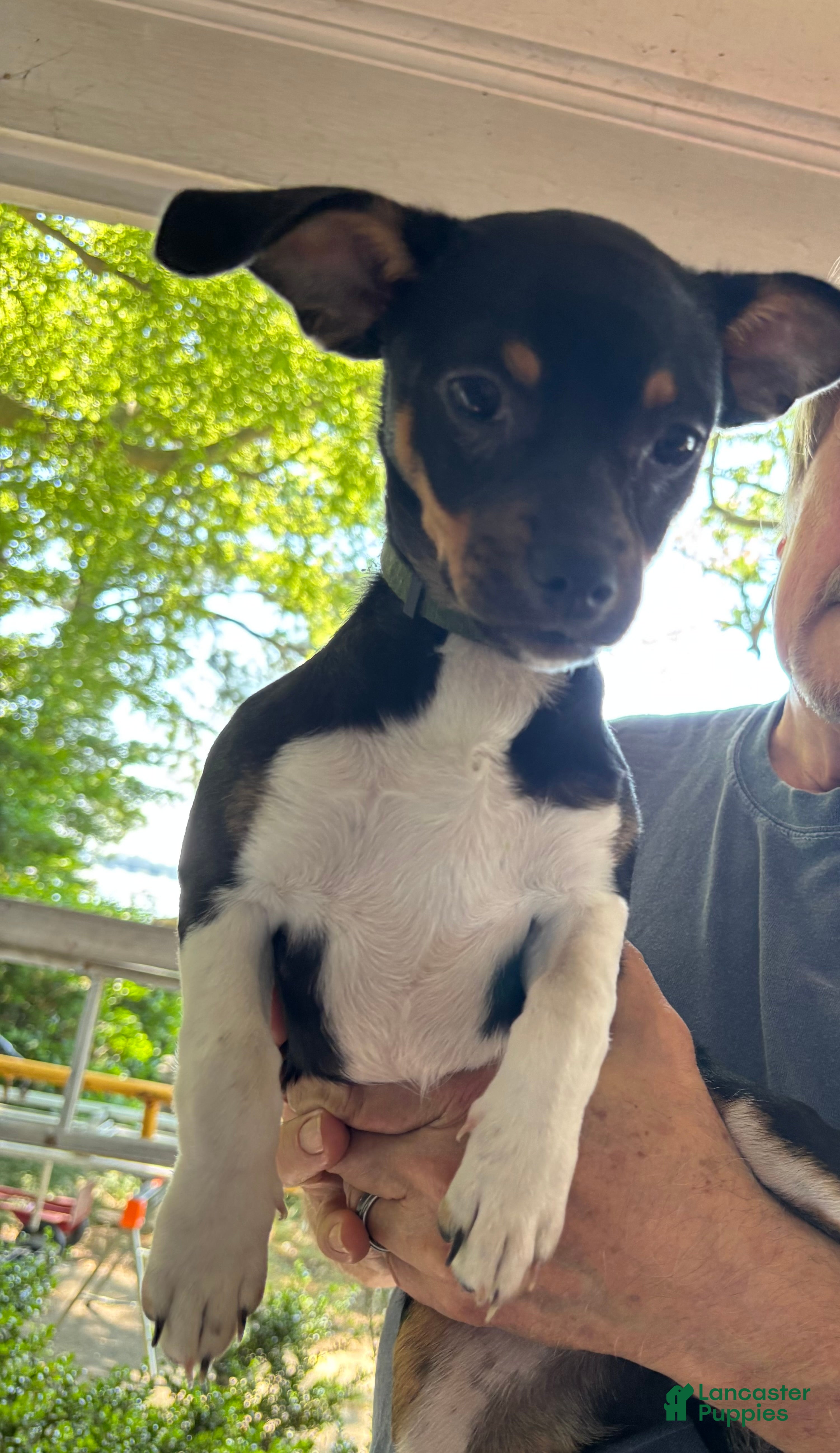 Chihuahua dogs for sale: Chihuahua Puppy 2 - Ad 1