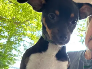 Chihuahua dogs for sale: Chihuahua Puppy 2 - Ad 1