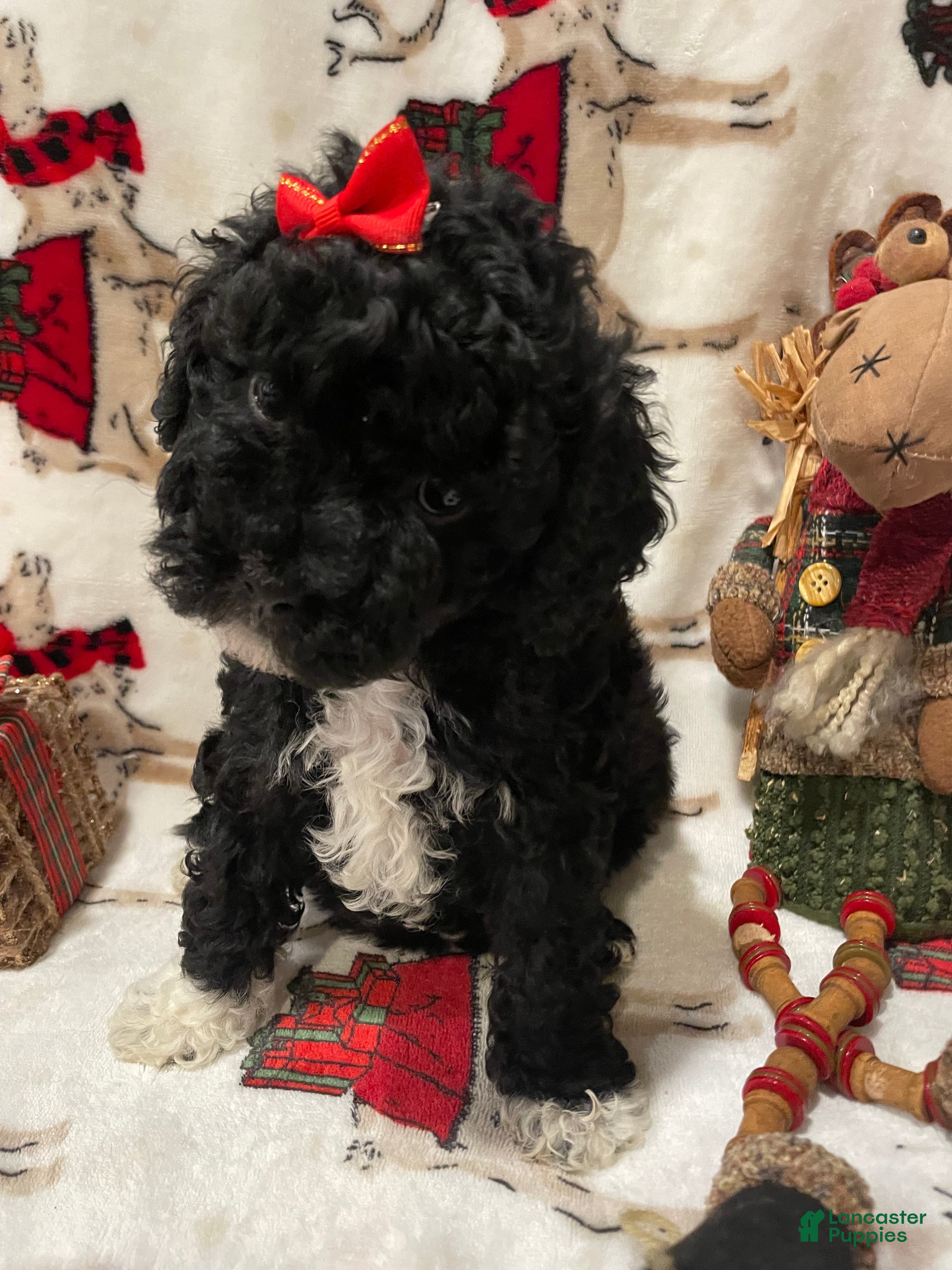 Cockapoo dogs Mitten's - Ad 4