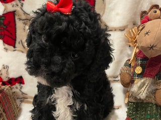 Cockapoo dogs Mitten's - Ad 4