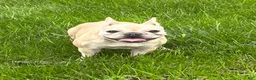 French Bulldog dogs for sale: Mila - Ad 6