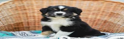Miniature Australian Shepherd dogs for sale: Winnie - Ad 4