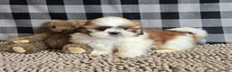 Shih Tzu dogs for sale: Samuel - Ad 8