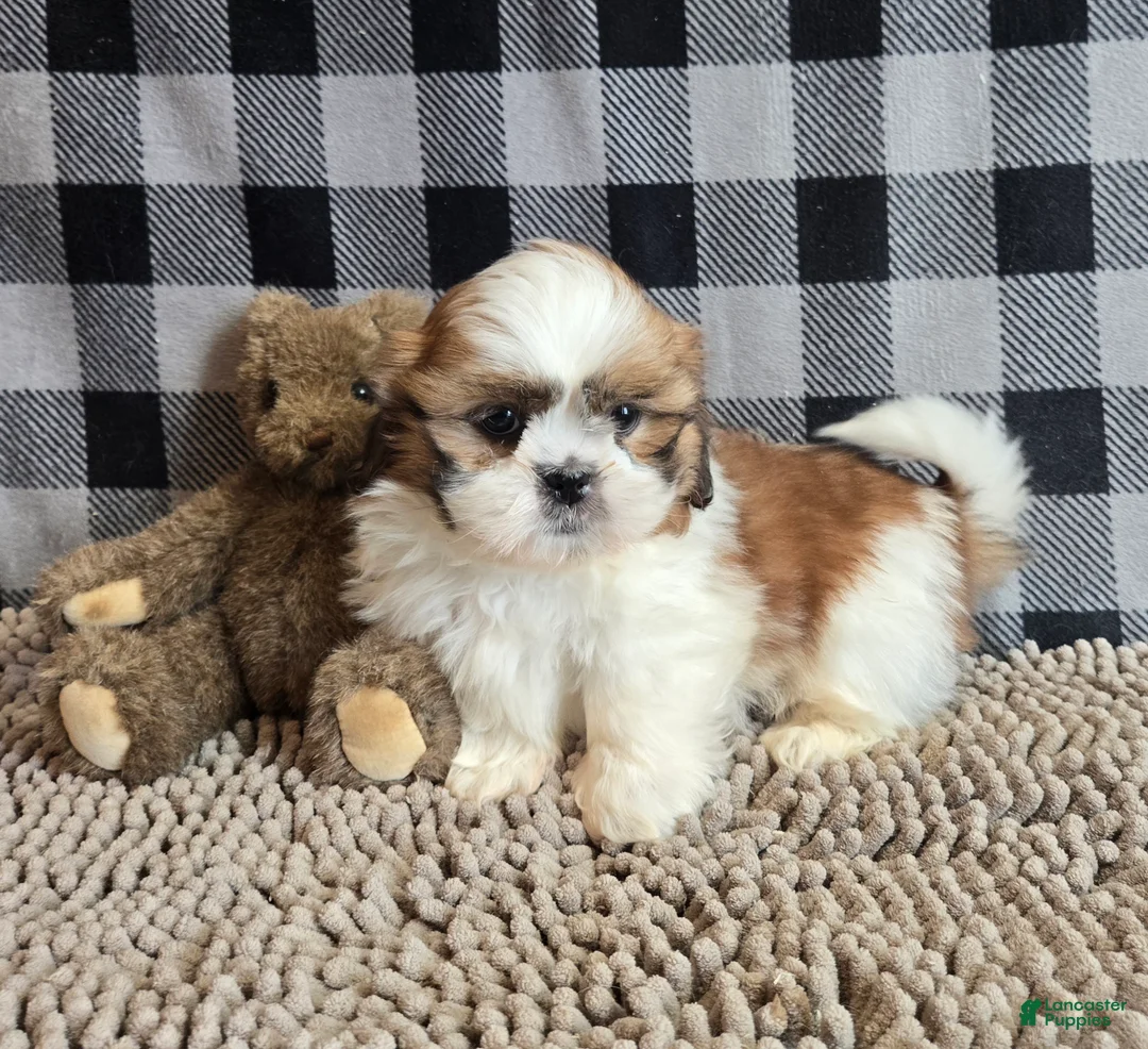 Shih Tzu dogs for sale: Samuel - Ad 8
