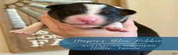 Australian Shepherd dogs for sale: Halter - Ad 2