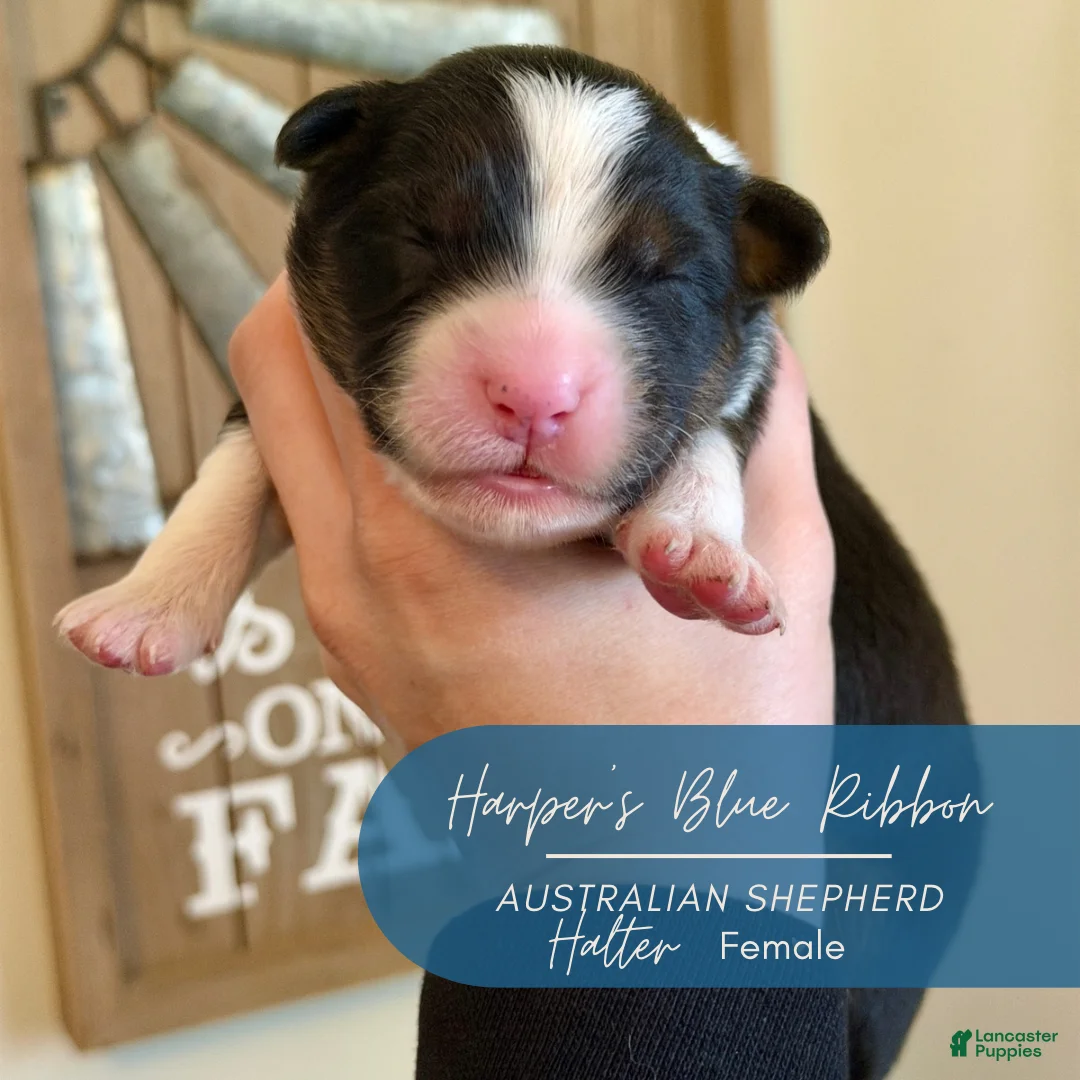 Australian Shepherd dogs for sale: Halter - Ad 2