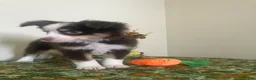 Toy Australian Shepherd dogs for sale: Toy Australian Shepherd 1 - Ad 5