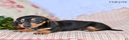 Miniature Dachshund dogs for sale: Harper - Ad 4