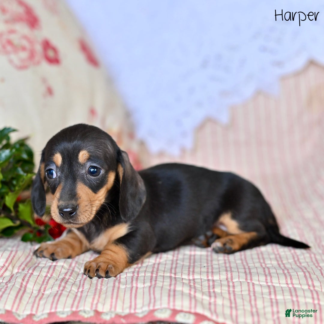 Miniature Dachshund dogs for sale: Harper - Ad 4
