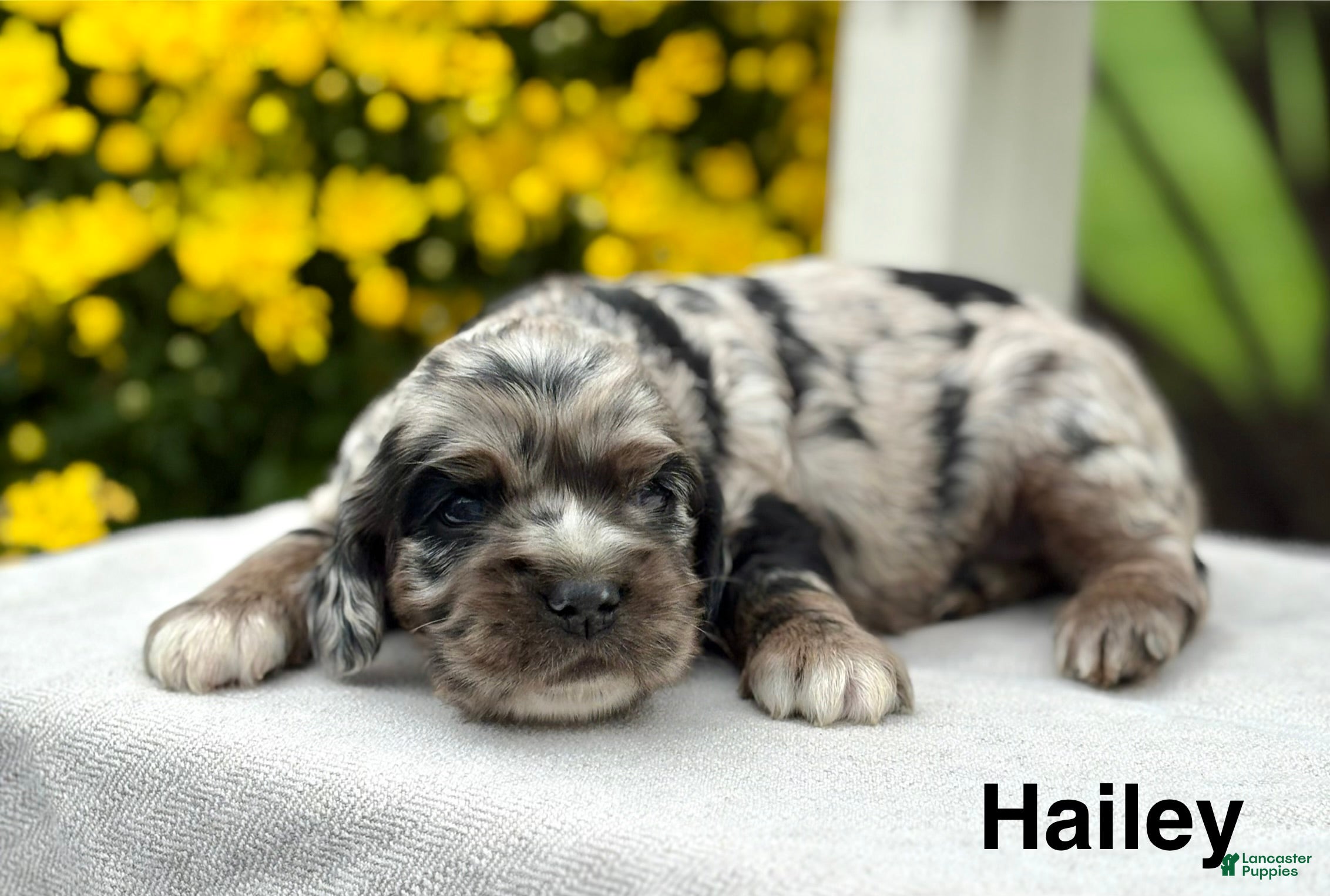 Cocker Spaniel dogs Hailey - Ad 1