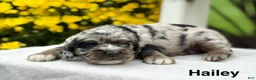 Cocker Spaniel dogs for sale: Hailey - Ad 1