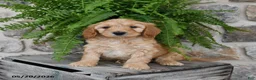 Mini Goldendoodle dogs for sale: Conner - Ad 1