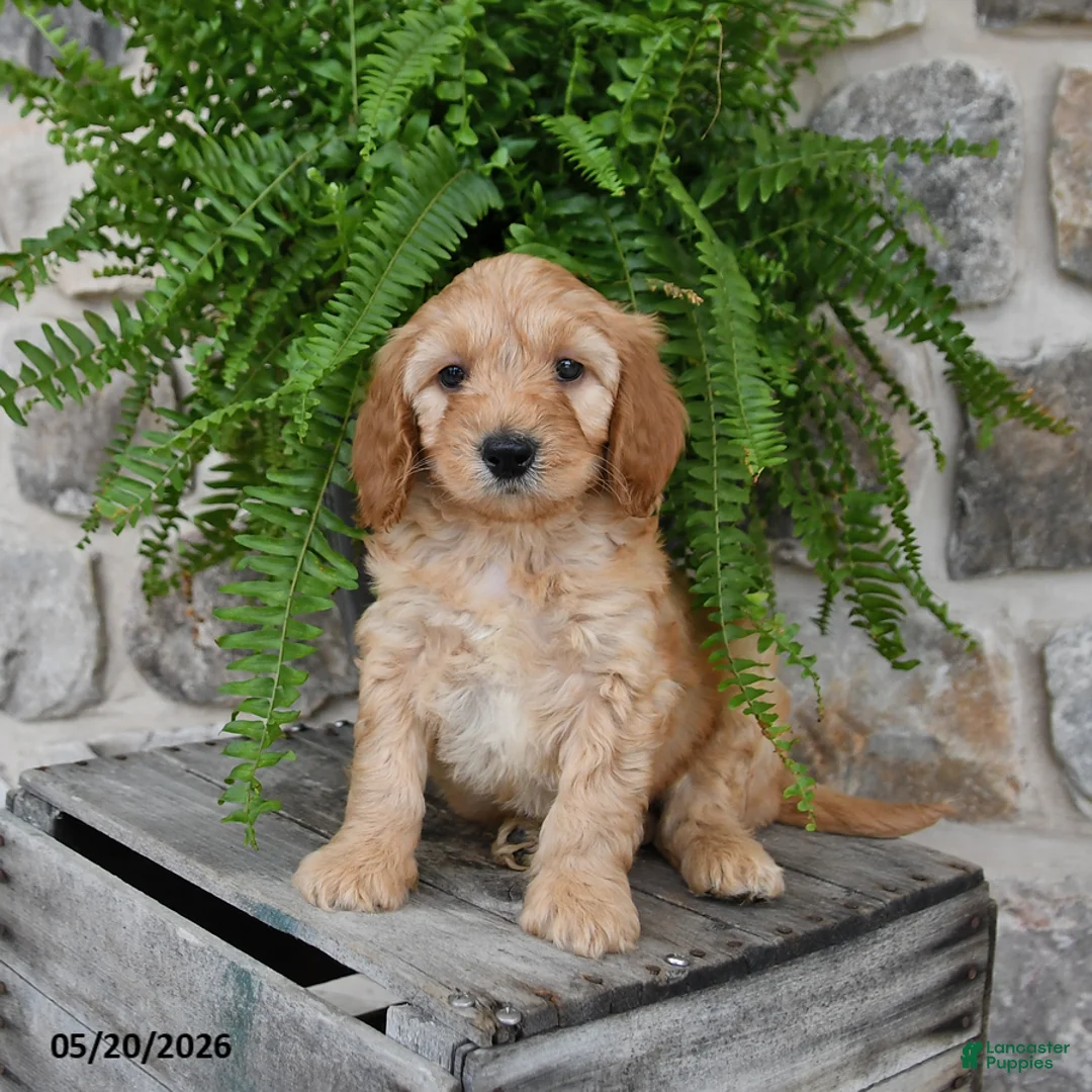 Mini Goldendoodle dogs for sale: Conner - Ad 1