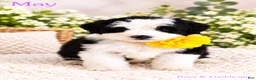 Bernedoodle dogs for sale: May - Ad 1