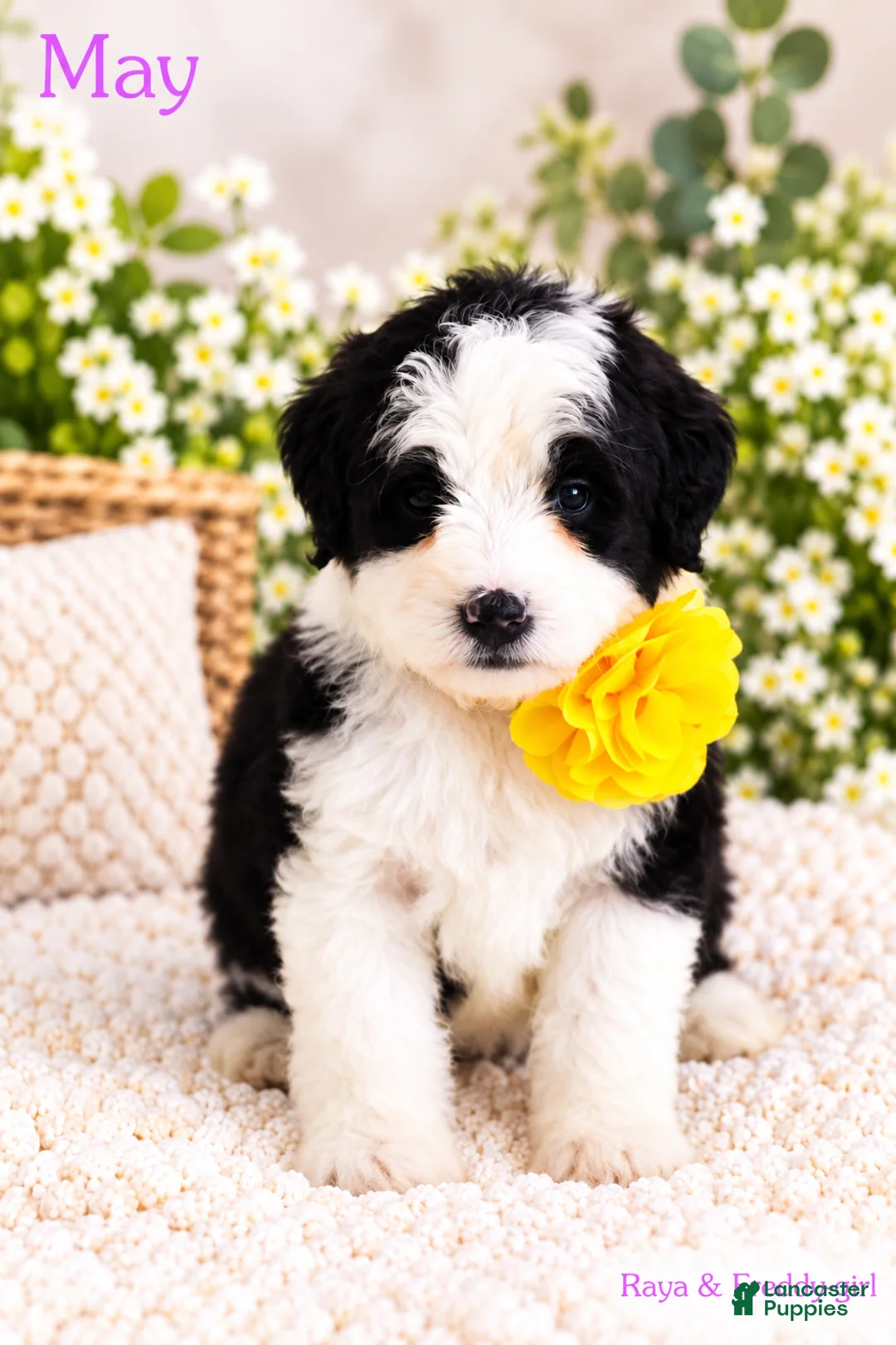 Bernedoodle dogs for sale: May - Ad 1