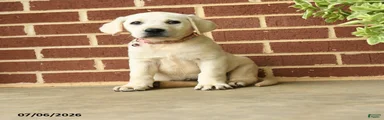 Dolly
