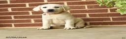 Labrador Retriever dogs for sale: Dolly - Ad 1