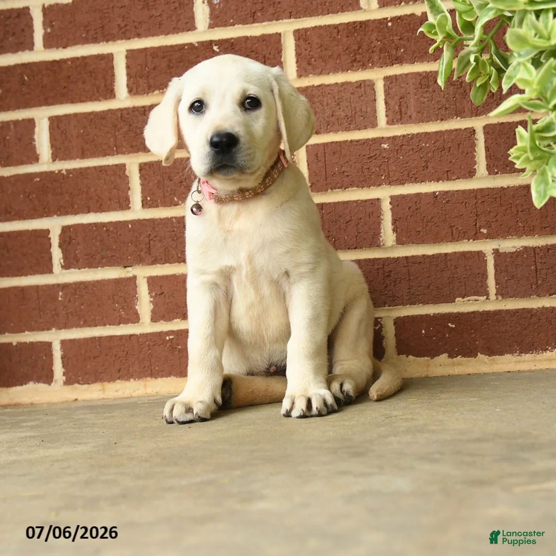 Labrador Retriever dogs for sale: Dolly - Ad 1