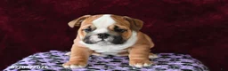 English Bulldog dogs for sale: Maggie - Ad 5