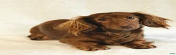 Miniature Dachshund dogs for sale: Sadie - Ad 6
