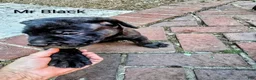 Presa Canario dogs for sale: Mr Neon  - Ad 105